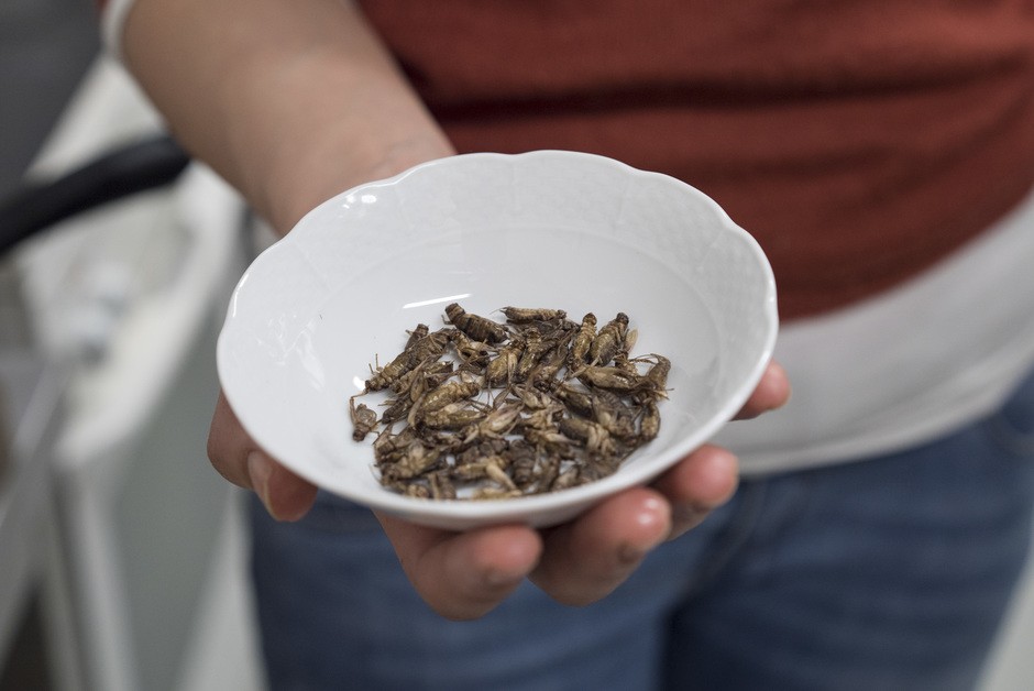 Créer un élevage d'insectes comestibles. Pas si facile – Little